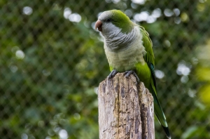 Conure veuve